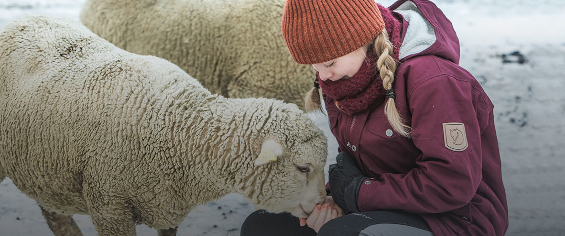 Woman petting sheep